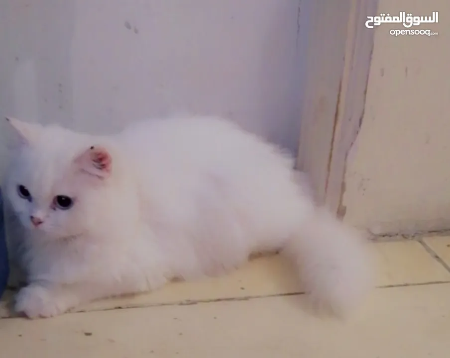 Persian kitten 5 months old