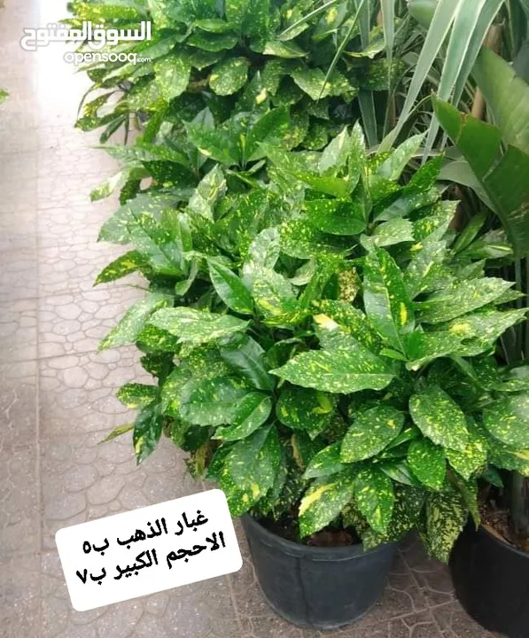 متوفر جميع انواع الاشجار المثمرة والزينة والورود وخدمة الزراع وتنسيق الحدائق وجميع انواع القواير