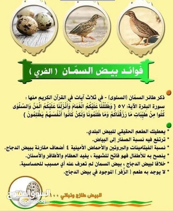 يتوفر بيض السمان ولحم طائر السمان طازج وجديد سعر 2500 للطبقه سعر جمله يختلف