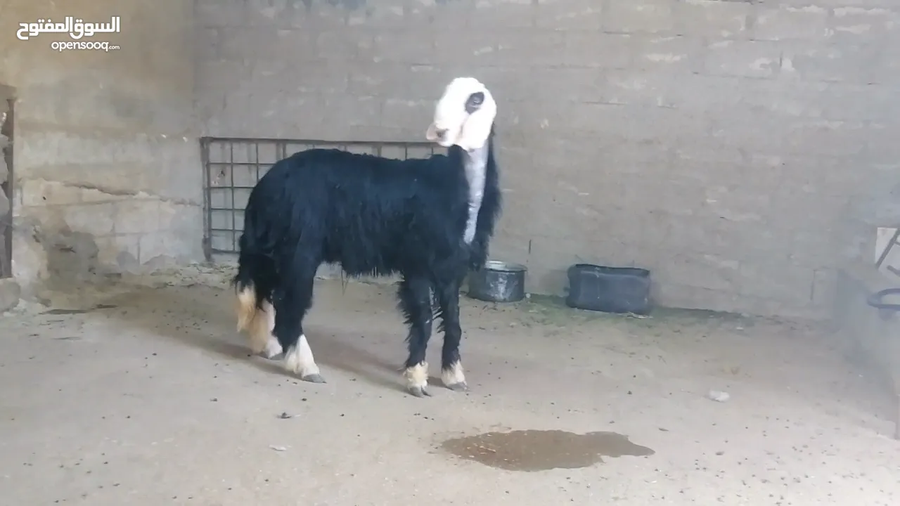 خروف نجدي كويتي