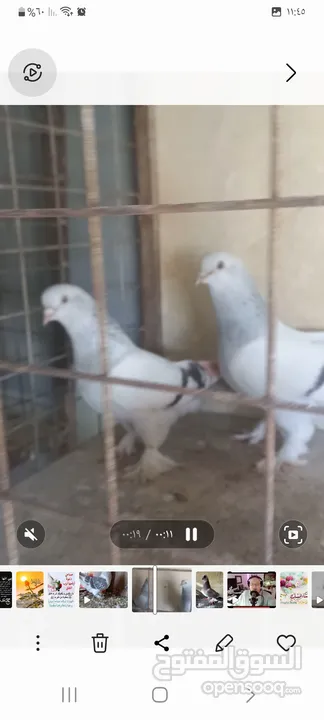حمام قلاب عراقي