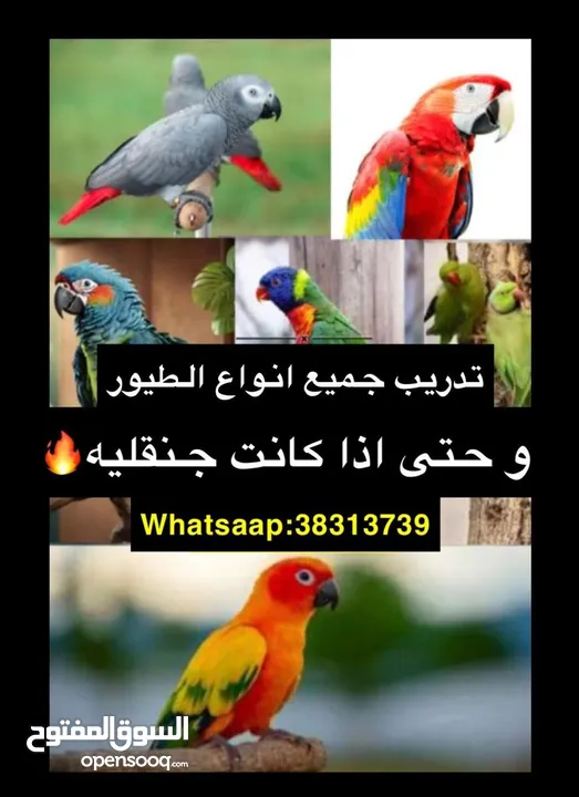 تدريب جميع أنواع الطيور