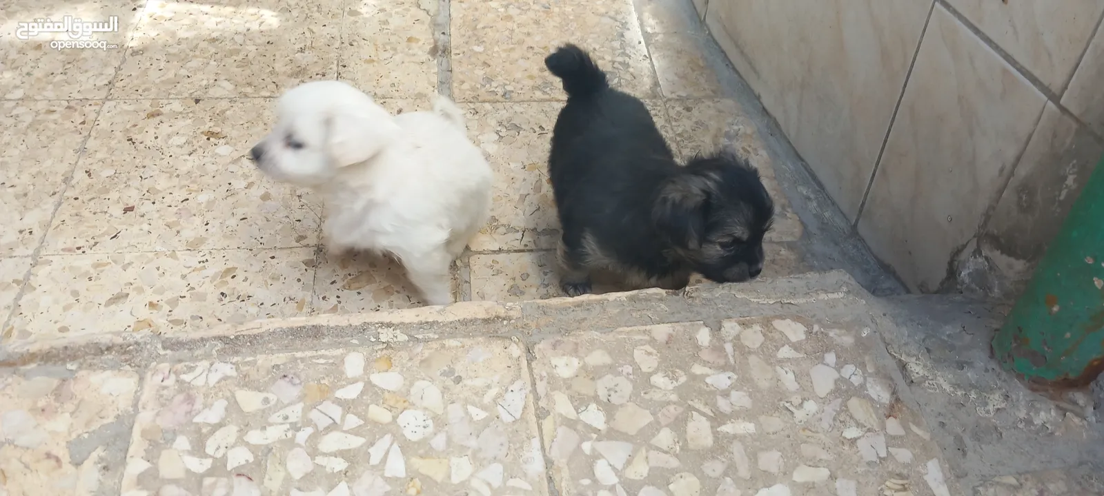 بيع خمسة  كلاب فرنسية الأصل الام و الاب
