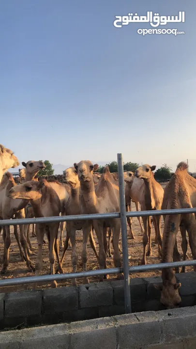 تعلن مزرعه قرن الكبش عن وصول دفعه جديده من حشوان الجنوب فرع بركاء