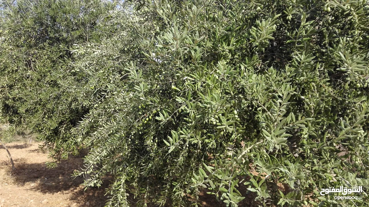 مزرعة مع بيت لقطة للبيع