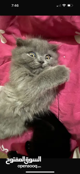 Female Scottish fold kitten