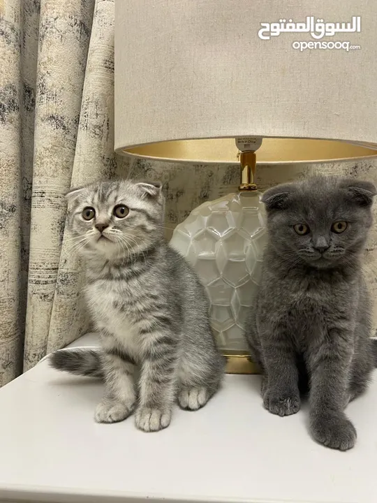 Pure scottish fold short hair for adoption in dubai with fee male and female قطط سكوتش فولد بريطاني