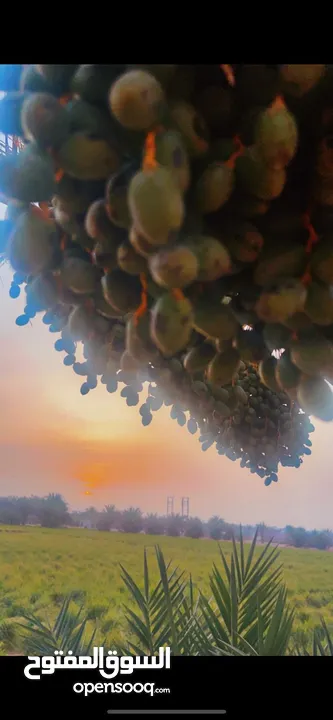 مزرعه جاهزة للبيع السعر نهائي