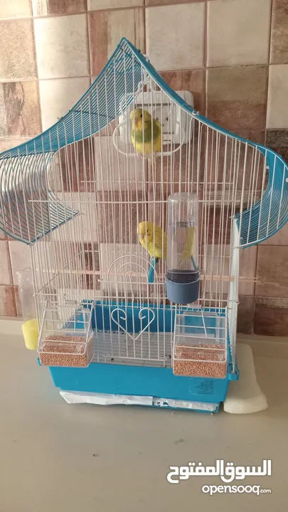 عصافير الحب