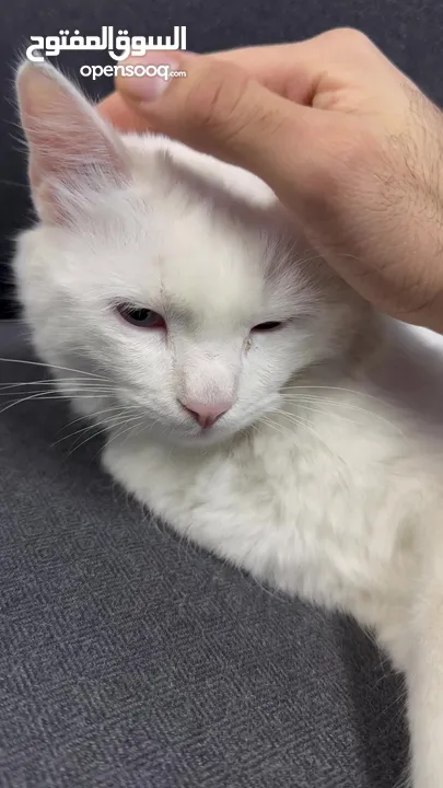 سنور ذكر عمره 7 شهور ابيض للتبني Male cat for adoption