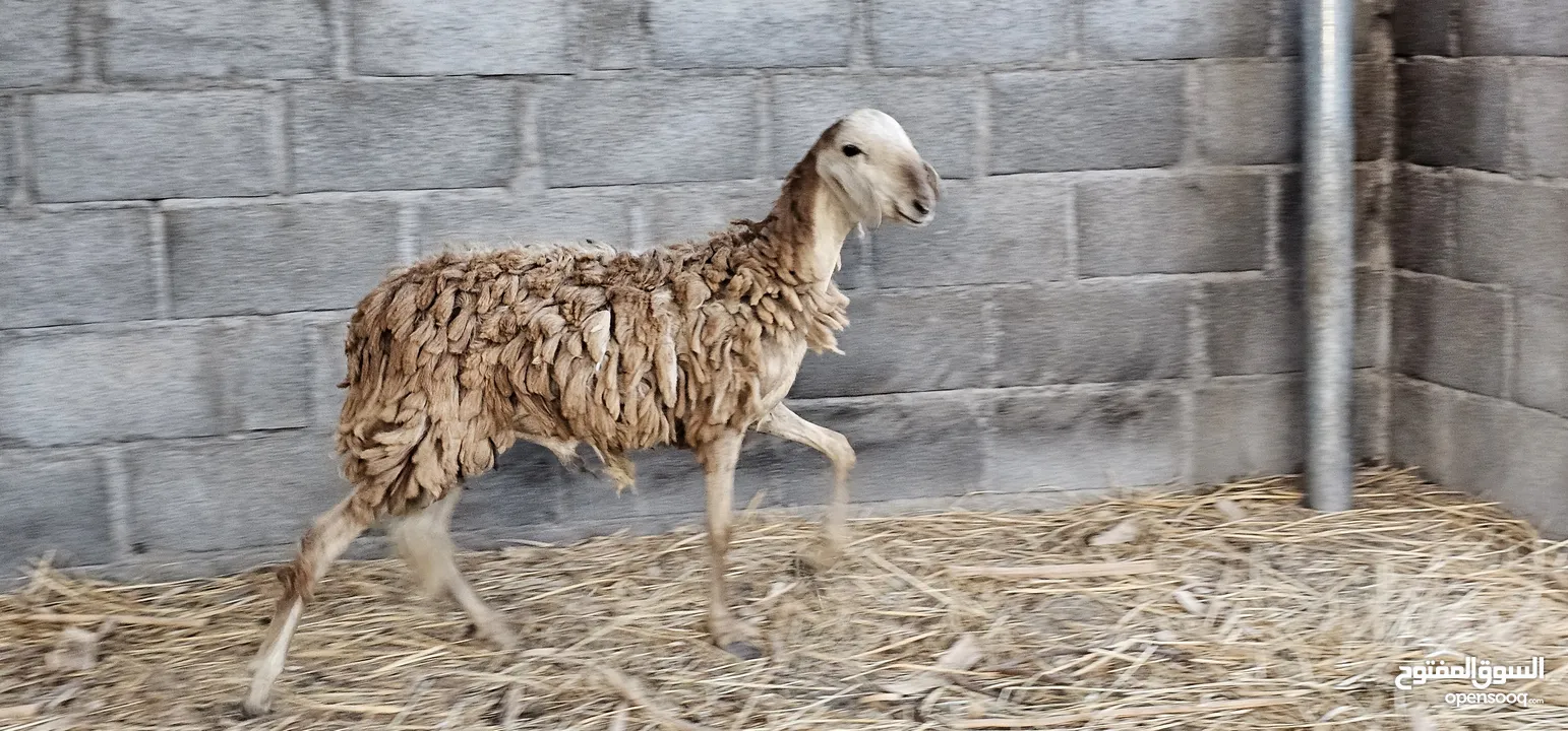 جدايا عمانيات مخصايات ذبايح ما شاء الله فوول سمنه اقرا الوصف