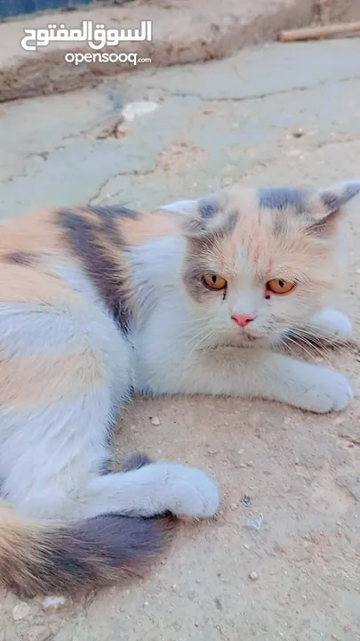 قطط شيرازي