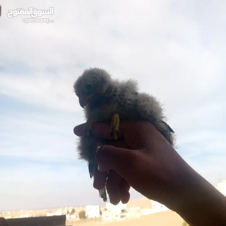 صقور للبيع