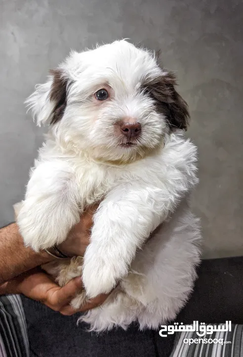 جراوي شيتزو - Shitzu puppies