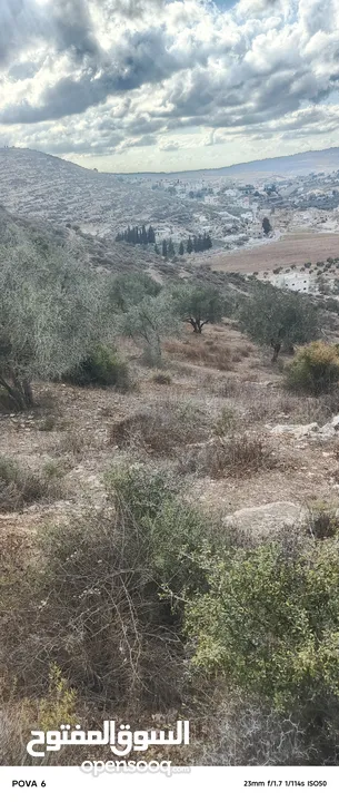 ارض للبيع زيتون