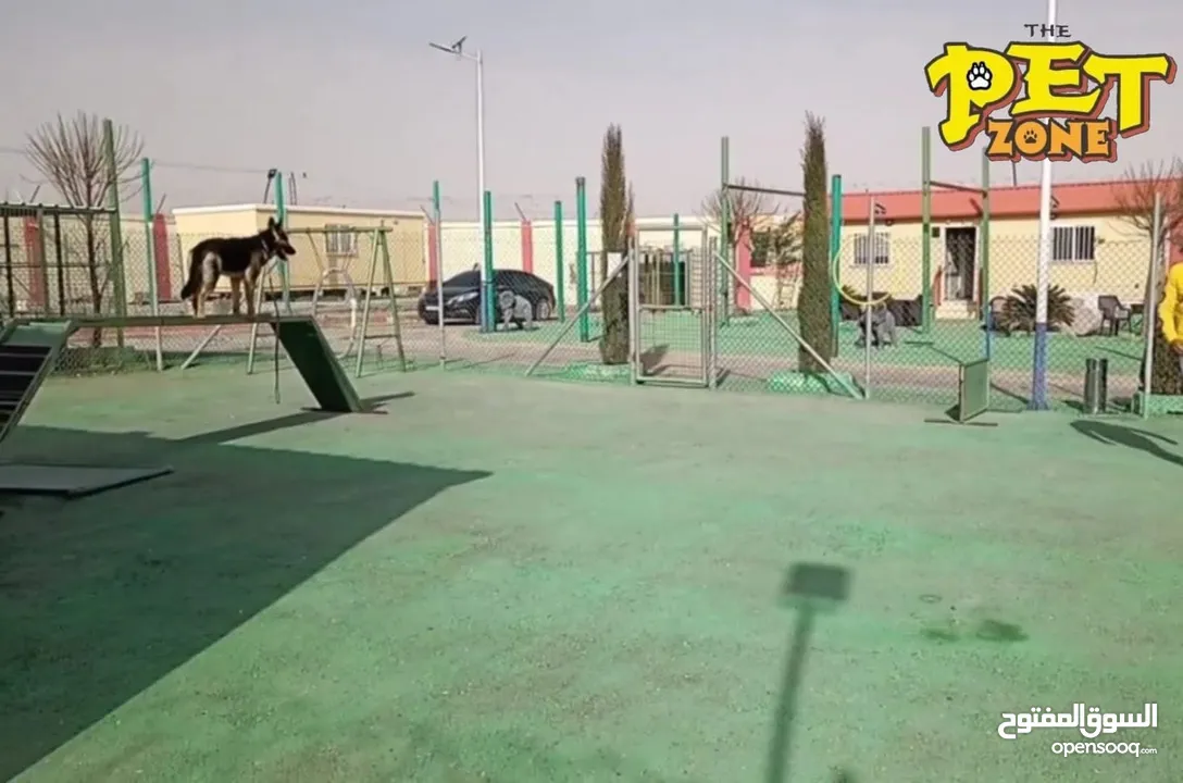 تحميم كلاب ....