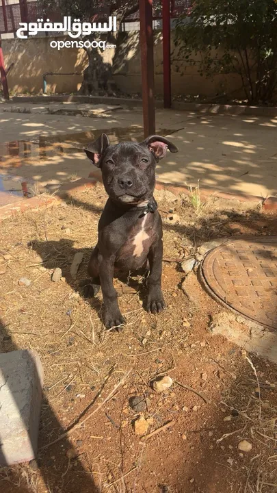 بيتبول بلاك نوز جروتين pitbull black nose puppies