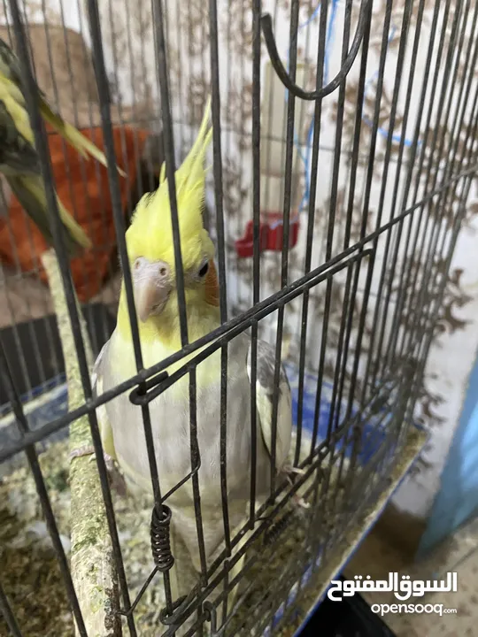 عصفور كوكتيل أنثى ما بتعض اليفه كثير