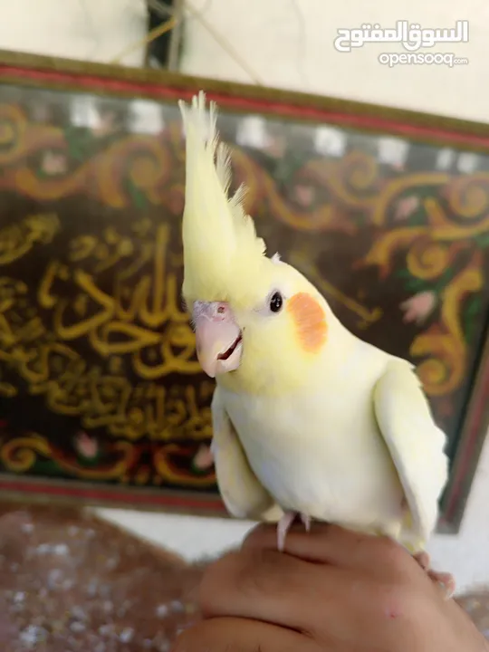 طيور للبيع