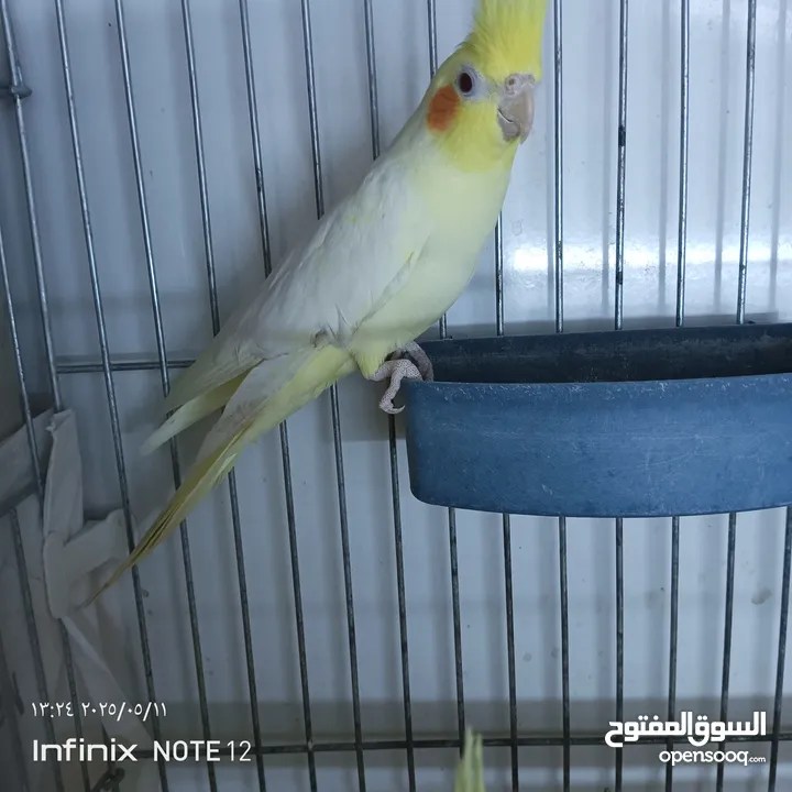 طيور كوكتيل طواير