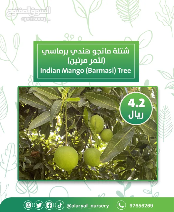 شتلات و أشجار المانجو المختلفة لدى مشتل الأرياف بأسعار مناسبة ومنافسة  mango tree