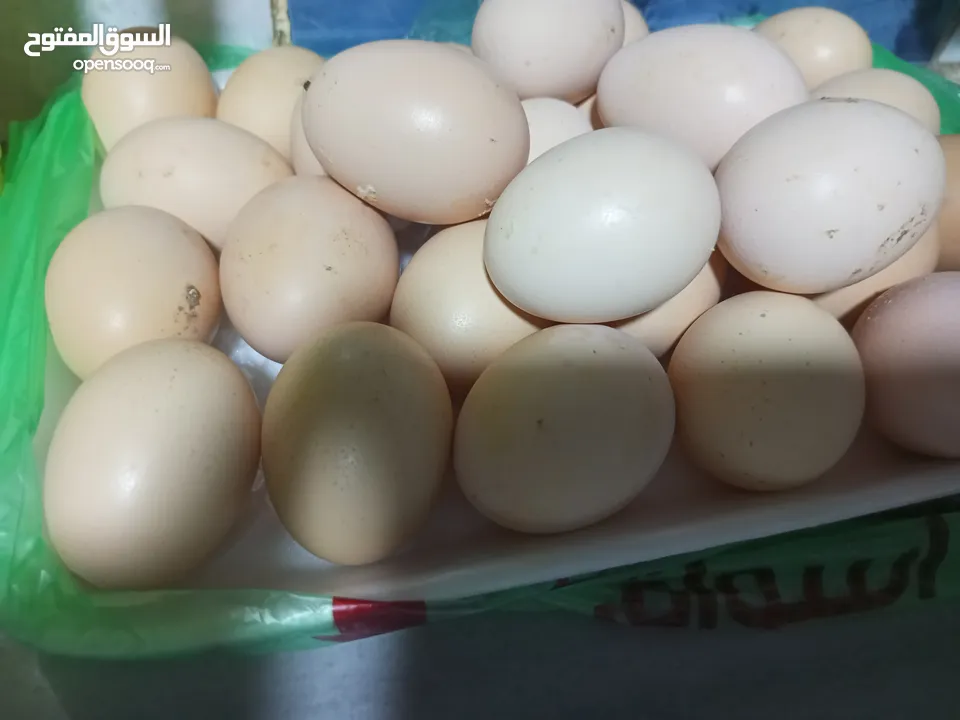 بيض بلدي طازه كل يوم بيومه 8 حبات بدينار