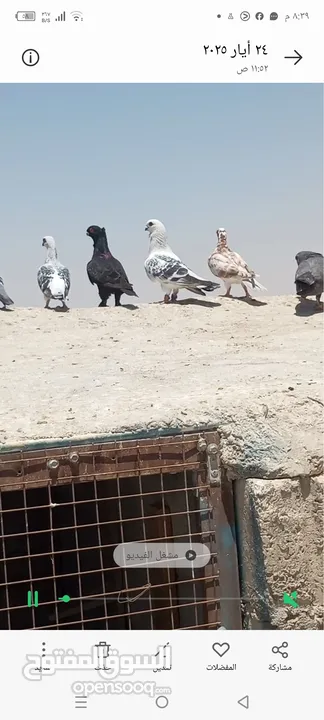 حمام للبيع