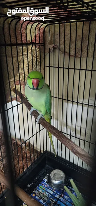 Indian Ringnecks