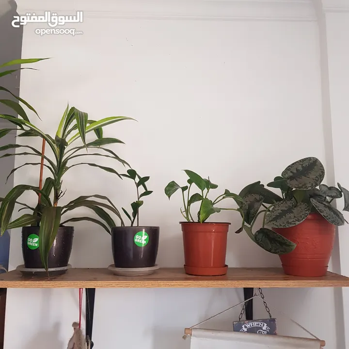 Set of 4 plants all 8kd