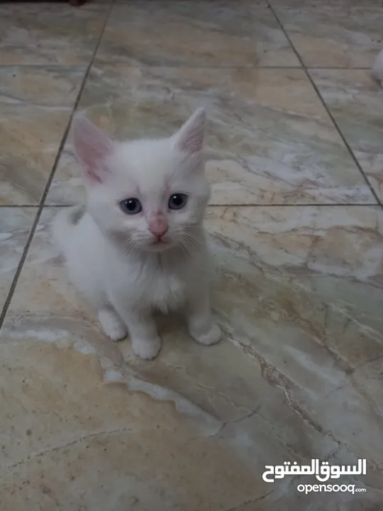 بيع قطط ثلاث ايناث العمر شهرين