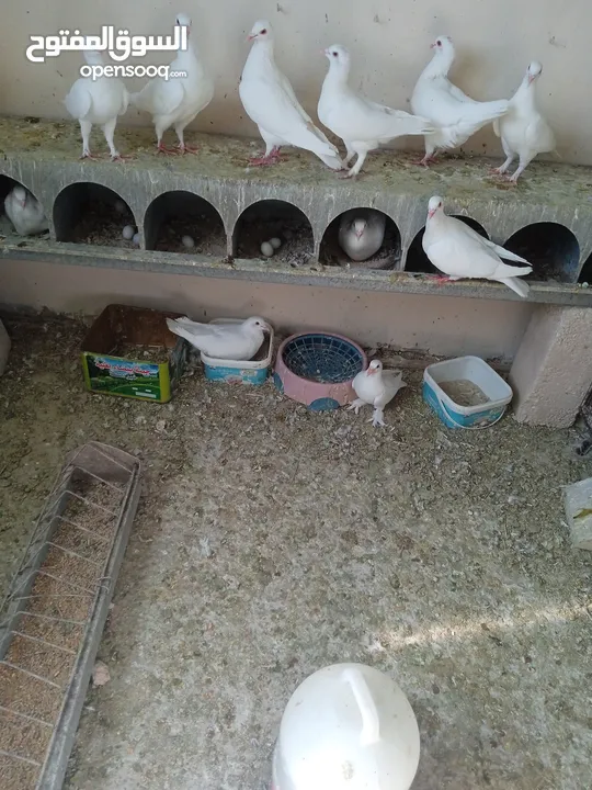 حمام فرنسي