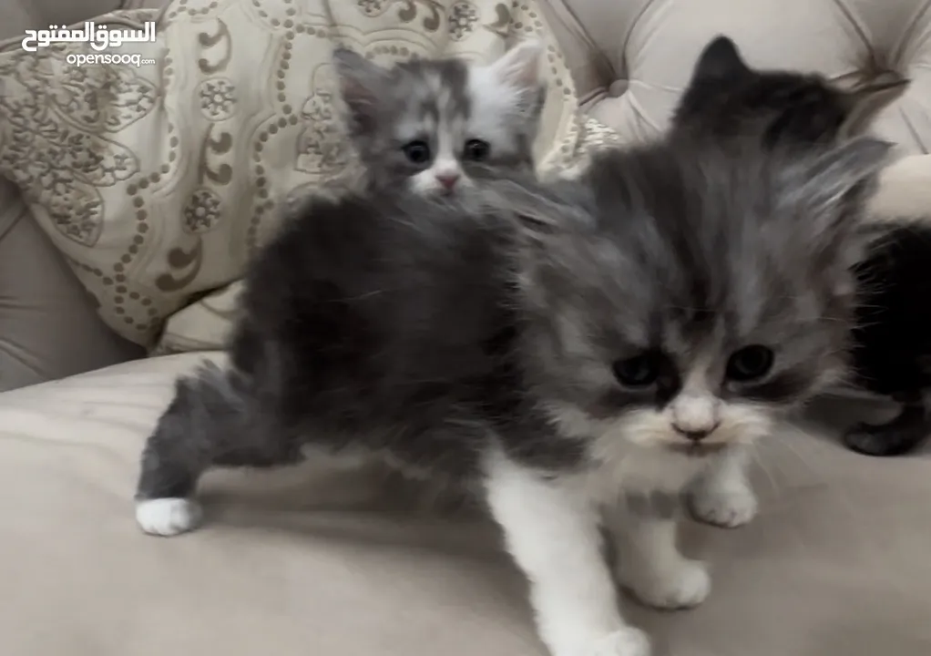 Urgent للبيع Pure Scottish Kittens قط قطط  بريتش بيور