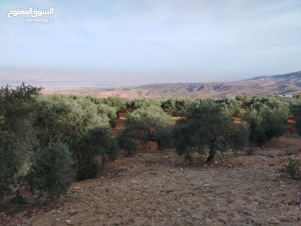 مزرعة زيتون ملوكية اطلالة ع الغرب و جبال فلسطين ع ثلاث شوراع قرب شارع الستين ثغرة السلطان
