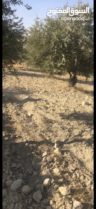 للبيع مزرعة في قرية الرميمين