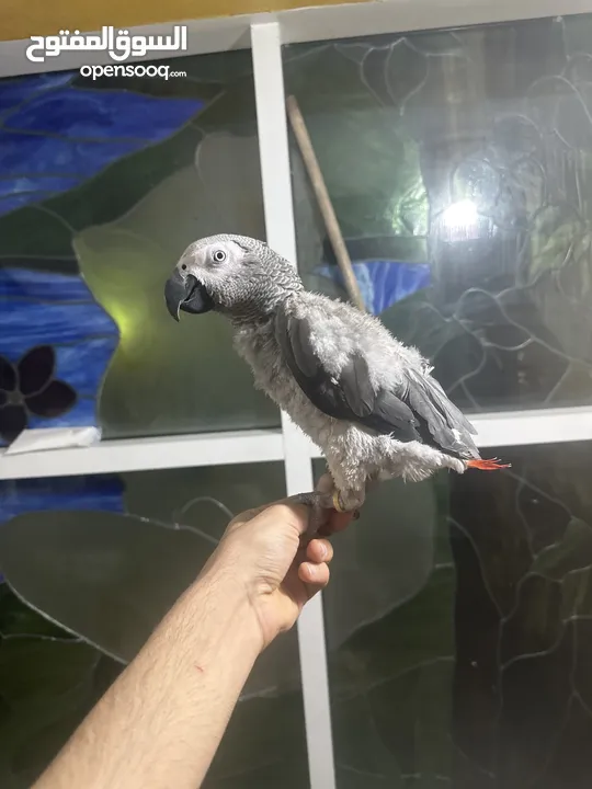 African grey fully tamed and playful