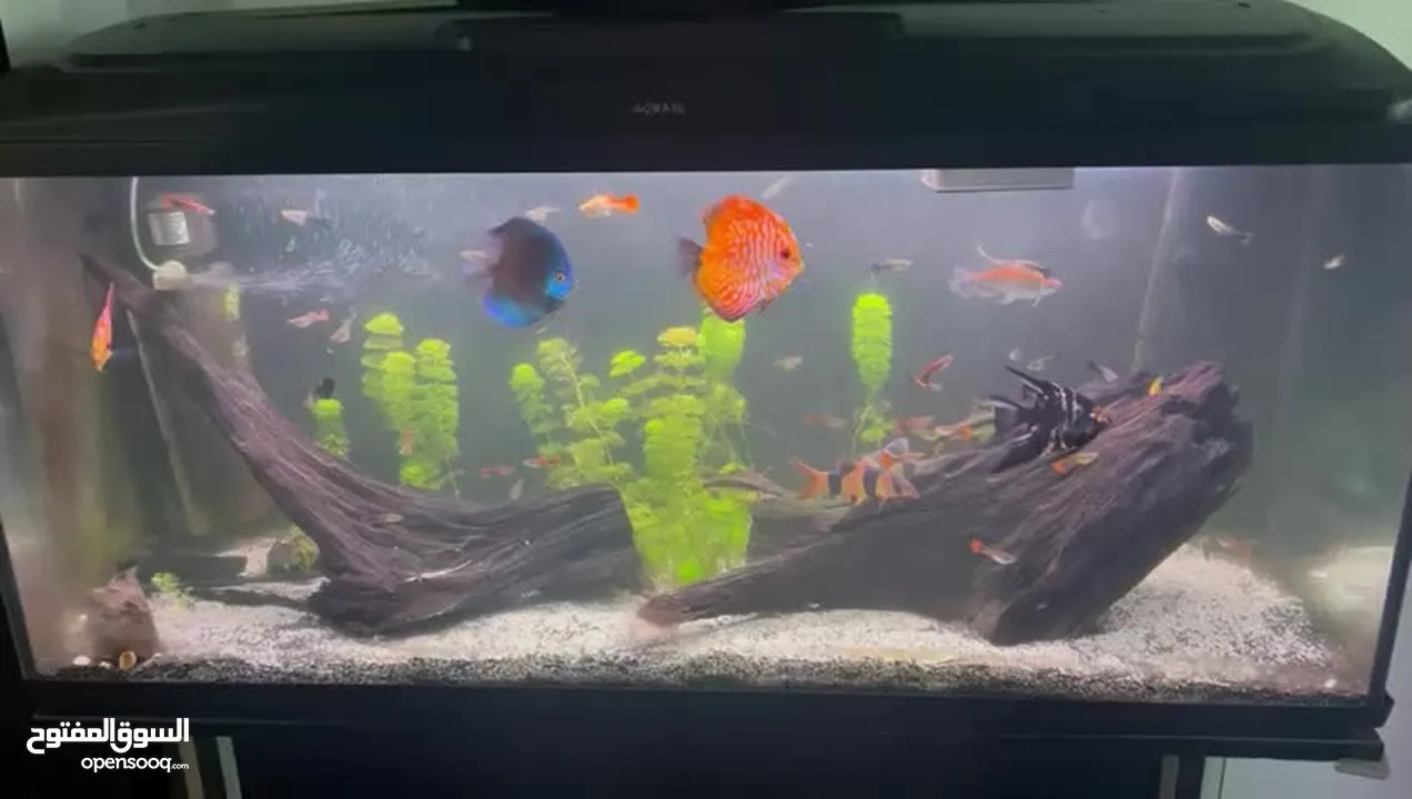 حوض سمك Aquarium