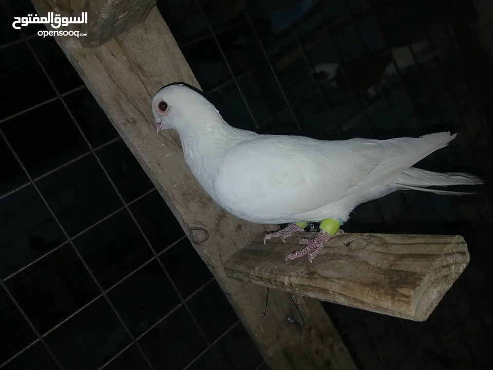 كوم كامل للبيع  دينارين ونص الحبه زق وكش الفحول كلها كش