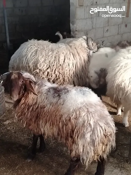 ضحايا خرفان وعبر