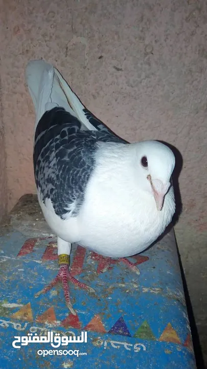 مطلوب حمام لبيع تعز