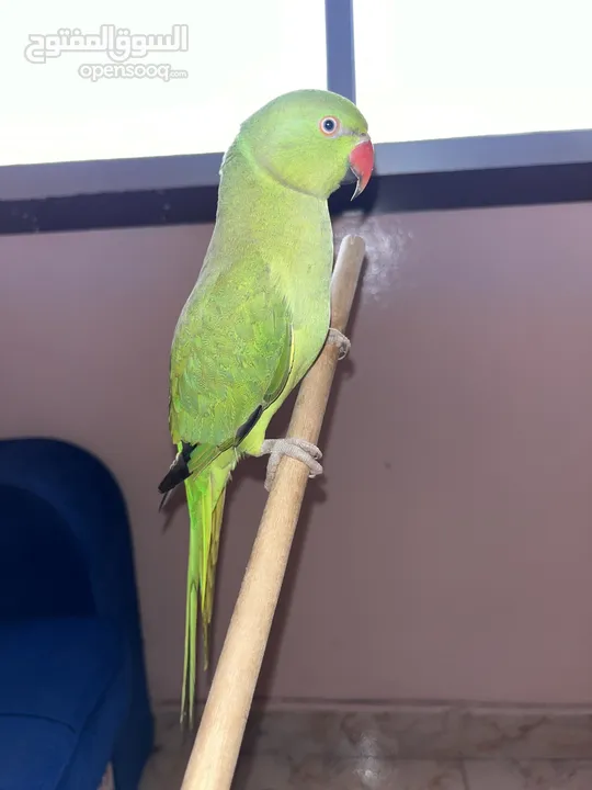 1 years parrot