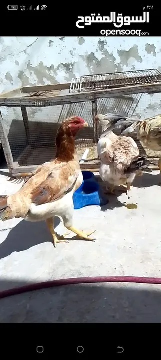دجاج نخب للبيع
