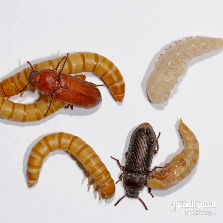 دود قبابي /ميل ورم /Mealworm