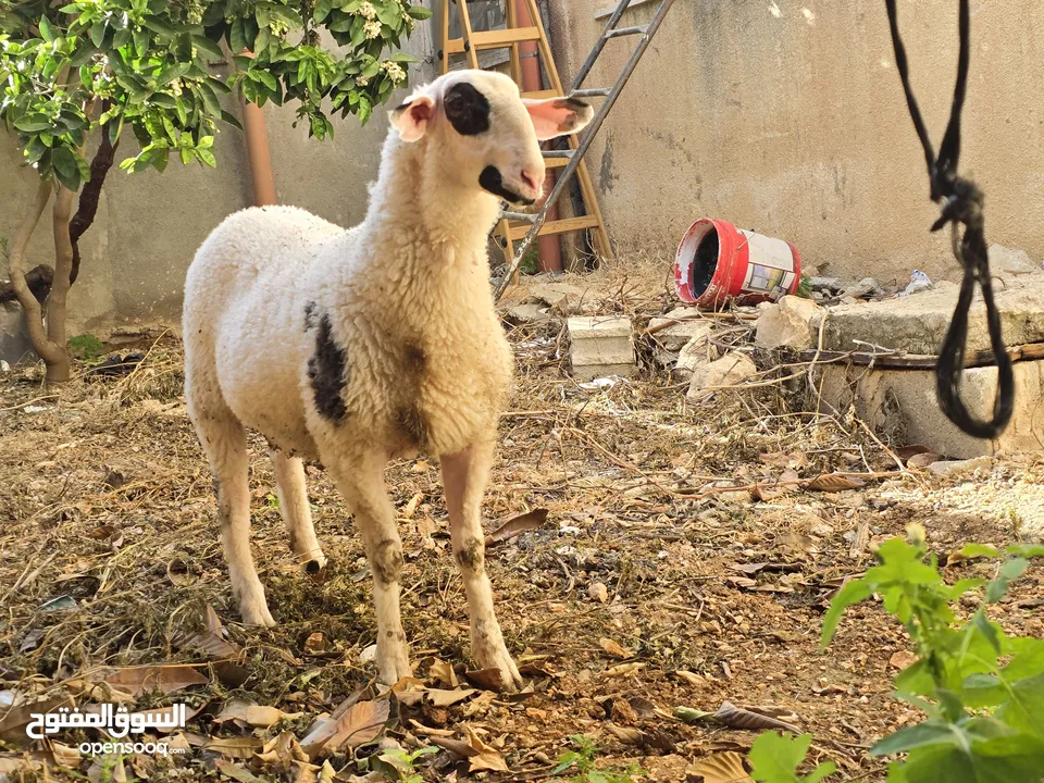 خروف نخب النخب