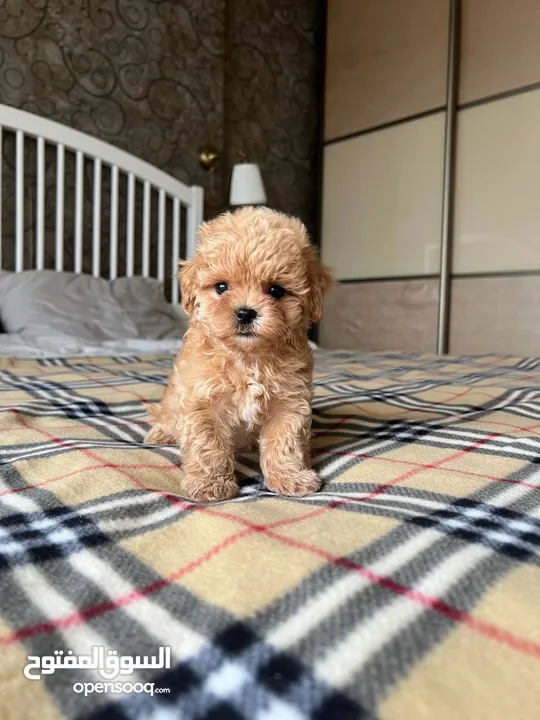 Poodles available for rehoming, pure breed males and females. cute and friendly. Top quality