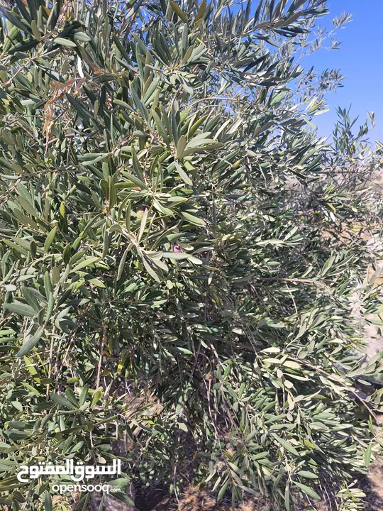 مزرعة للبيع