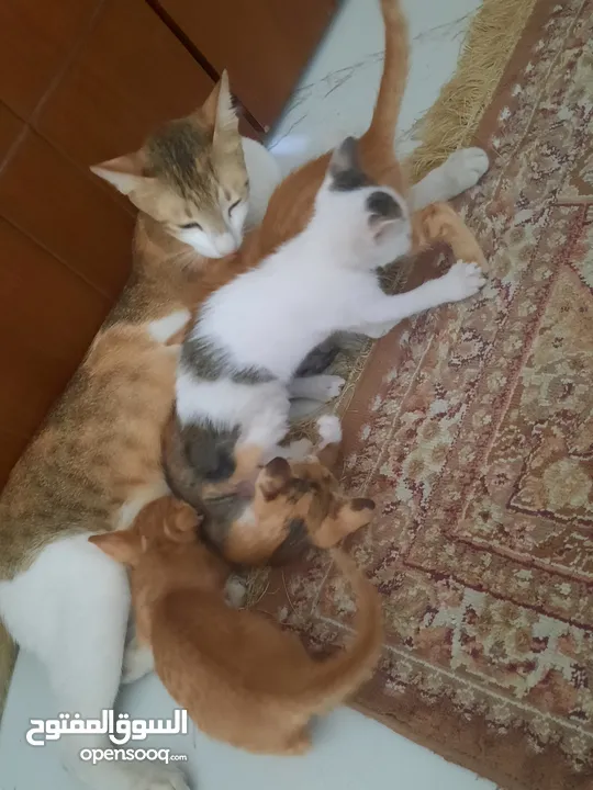 4 kittens with cat mom