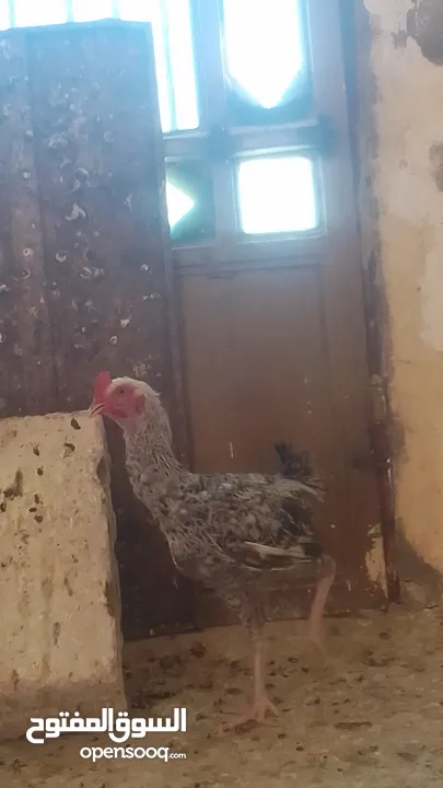 ديك باكستاني وديك بلدي وجاجة بلدية  في  عمان جاوا