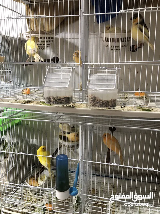 Canary Breading pair