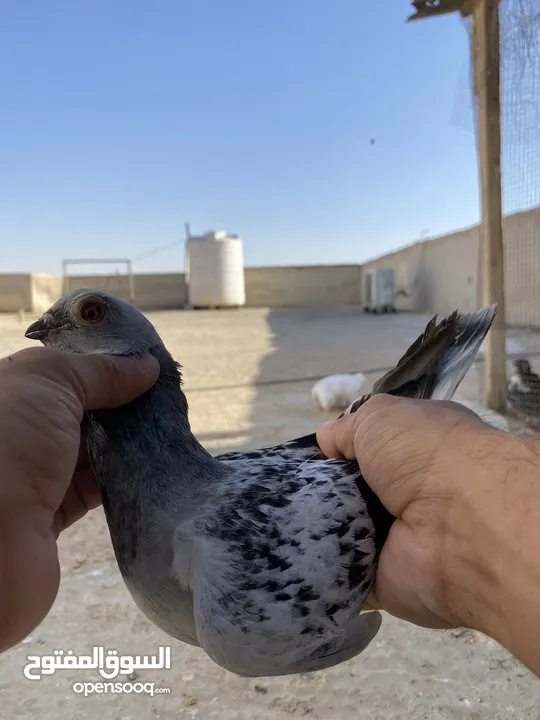 كوم حمام للبيع
