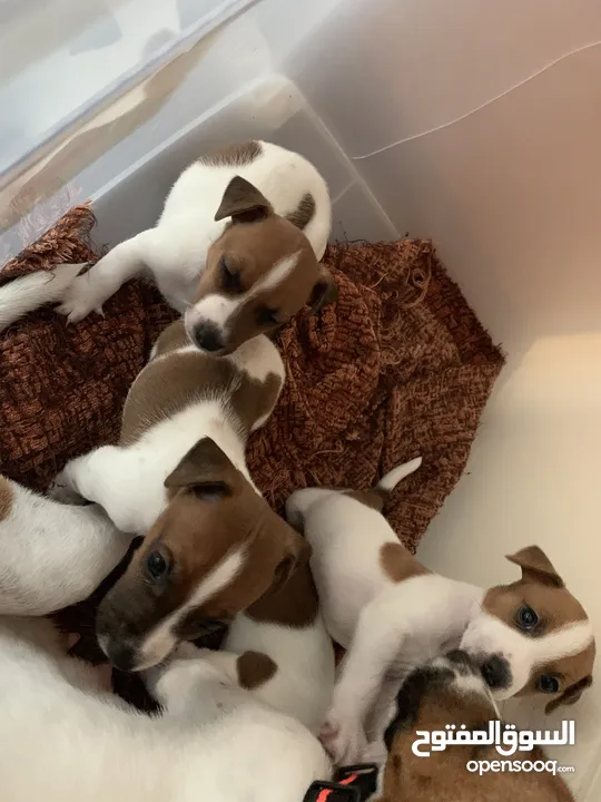 Puppies Jack Russell